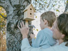 building a Homemade birdhouse